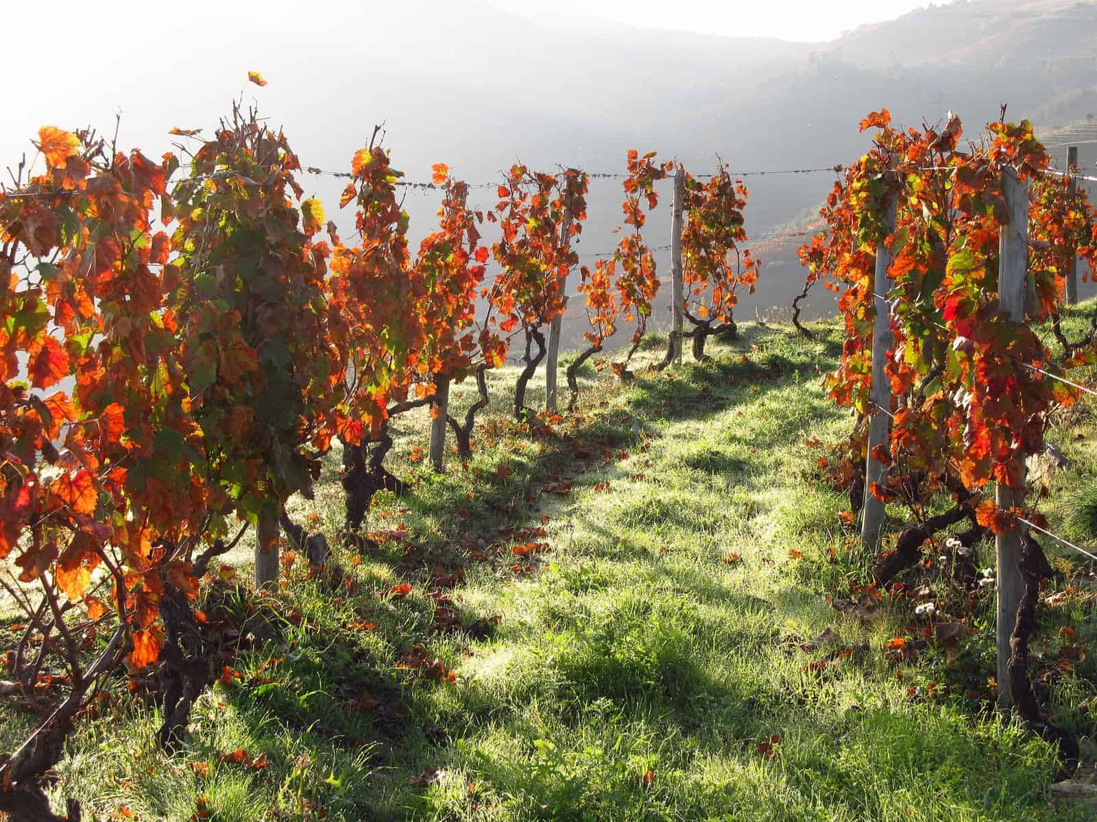 Vila Real - Portugal - douro wines