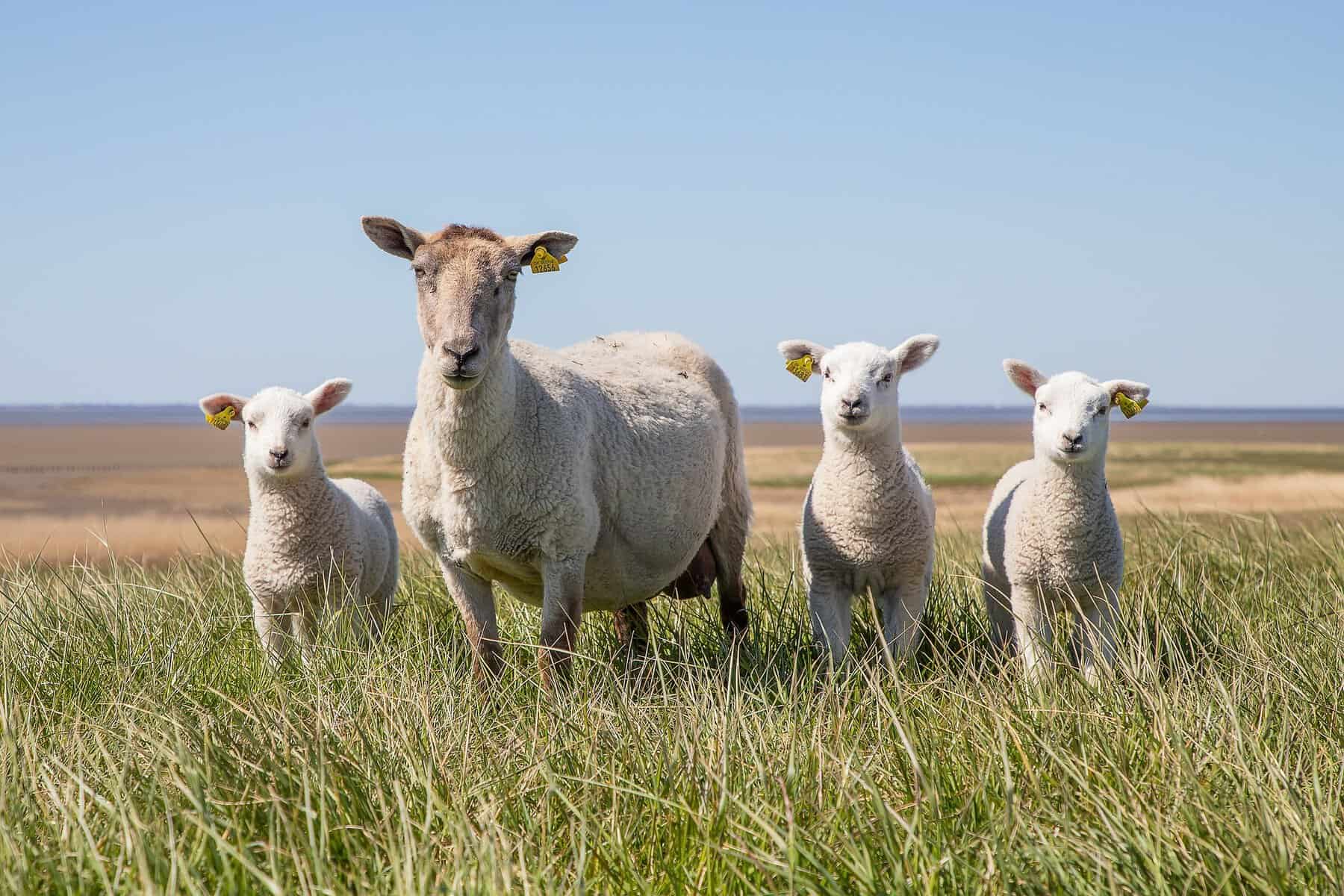 Beja-Portugal-Alentejo-sheep