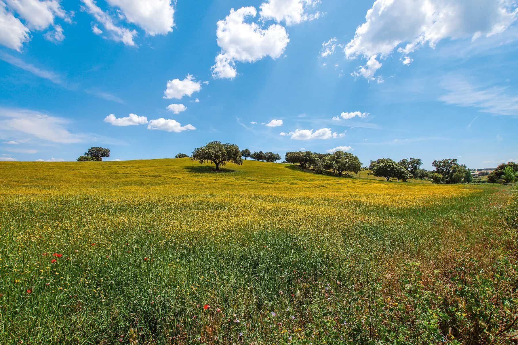 Beja - Portugal - The Alentejo during spring