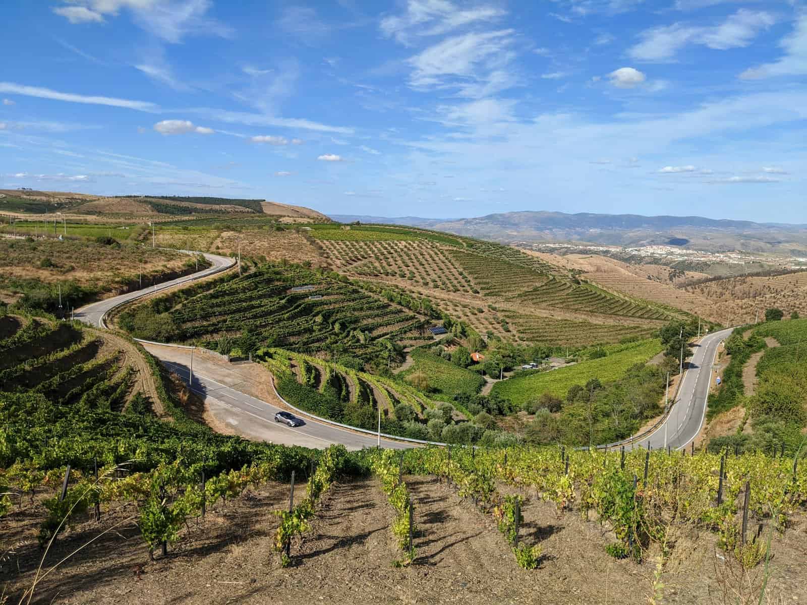 Vila Real - Portugal - VINEYARD