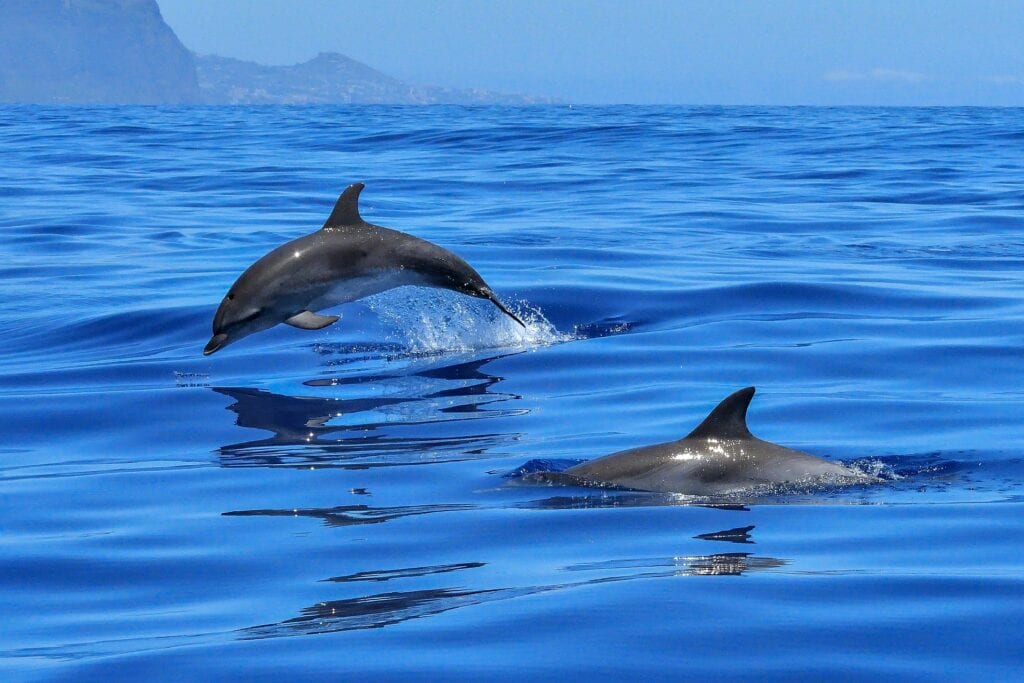 Madeira - Portugal - DOLPHINS