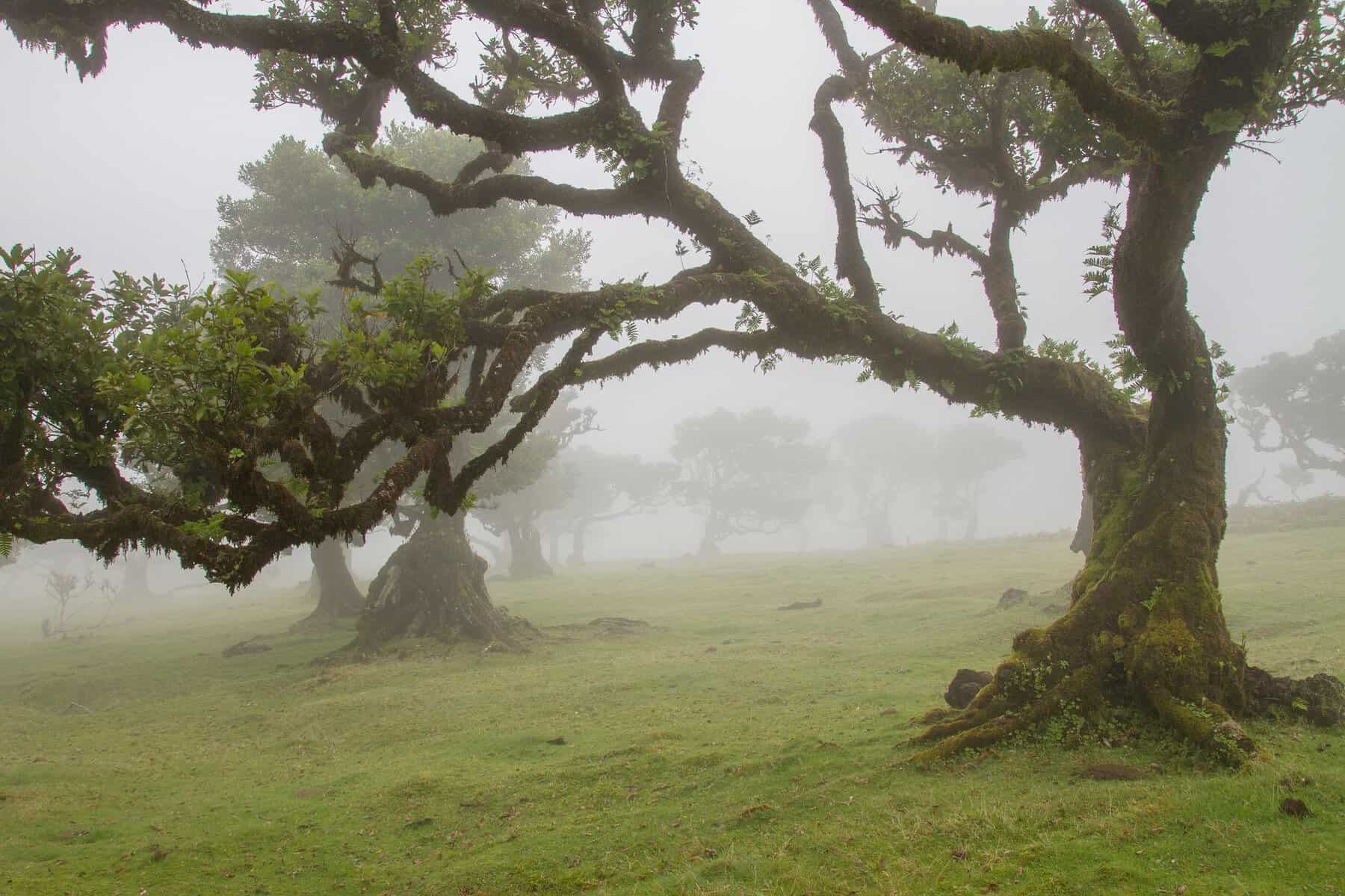 Madeira - Portugal - Fanal foggy forest