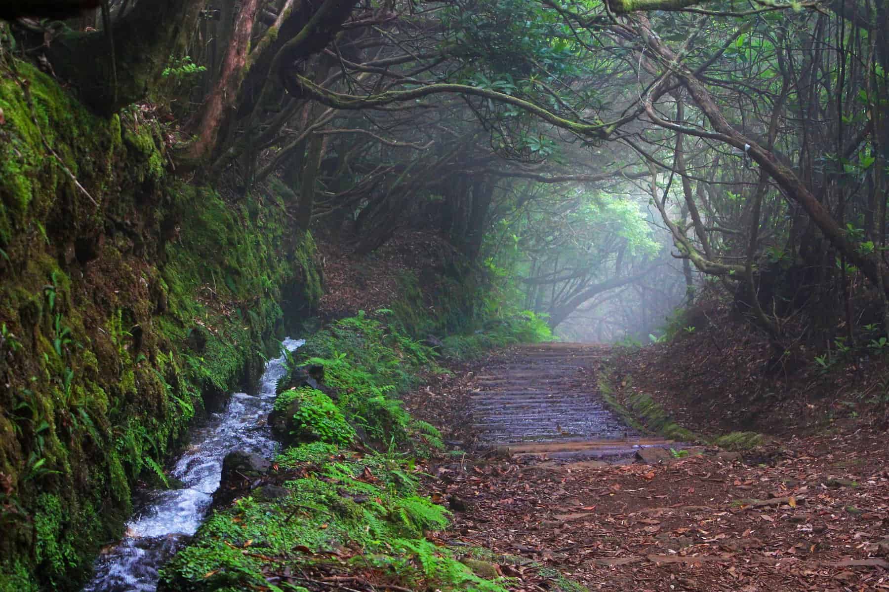 Madeira - Portugal - Levadas MYSTORY