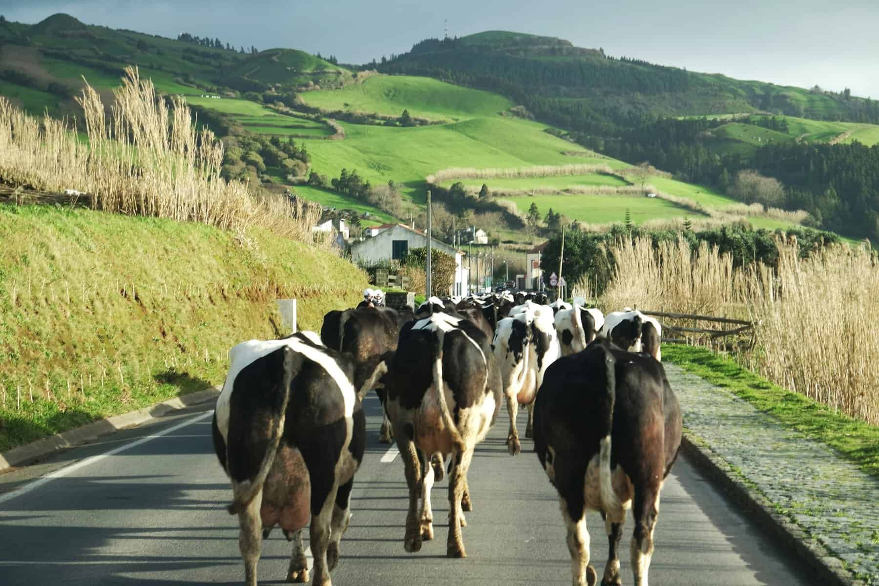 Azores - Portugal - CATTLE