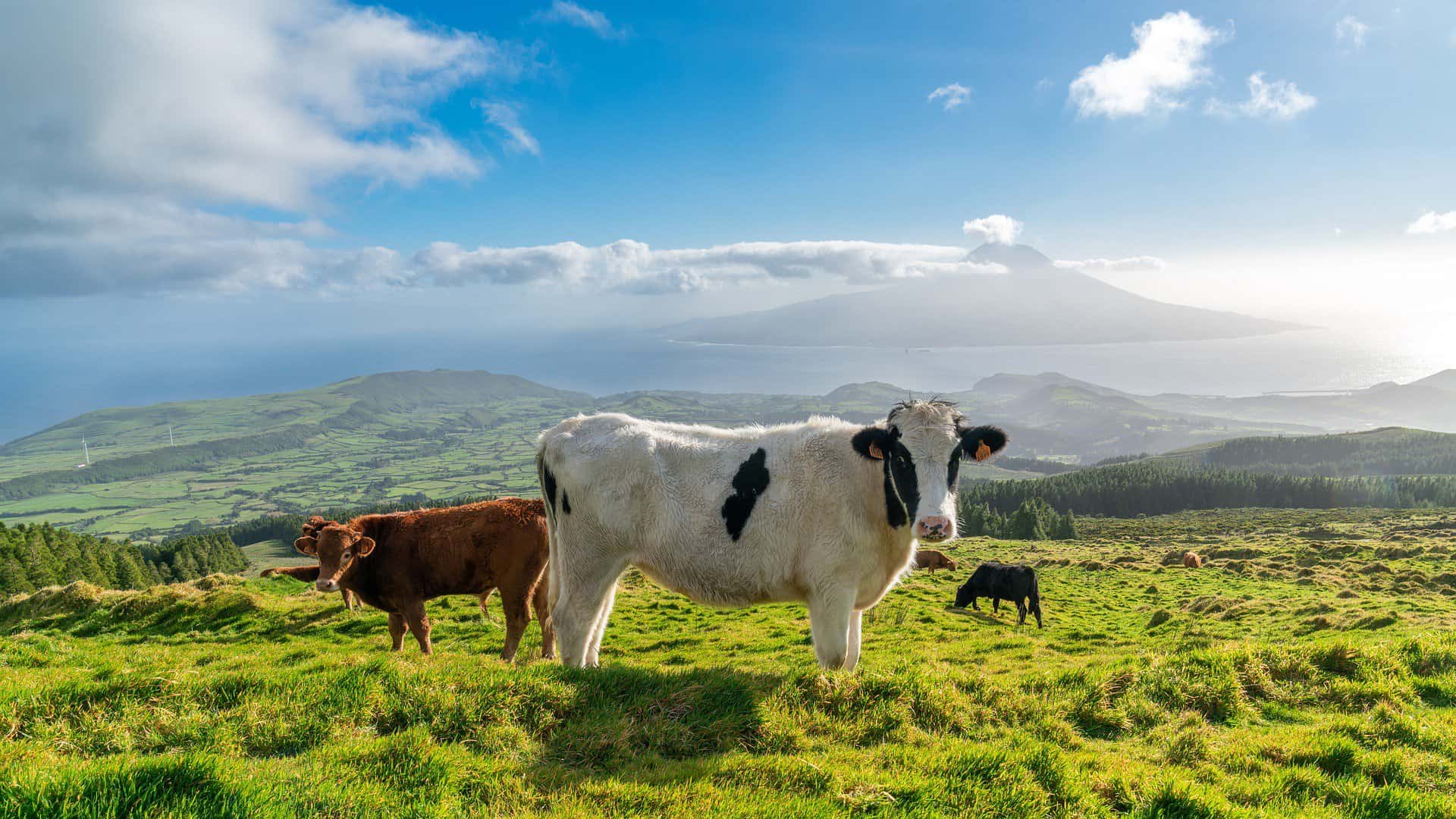 Azores - Portugal - cattle - mpunt pico in the background FAIAL