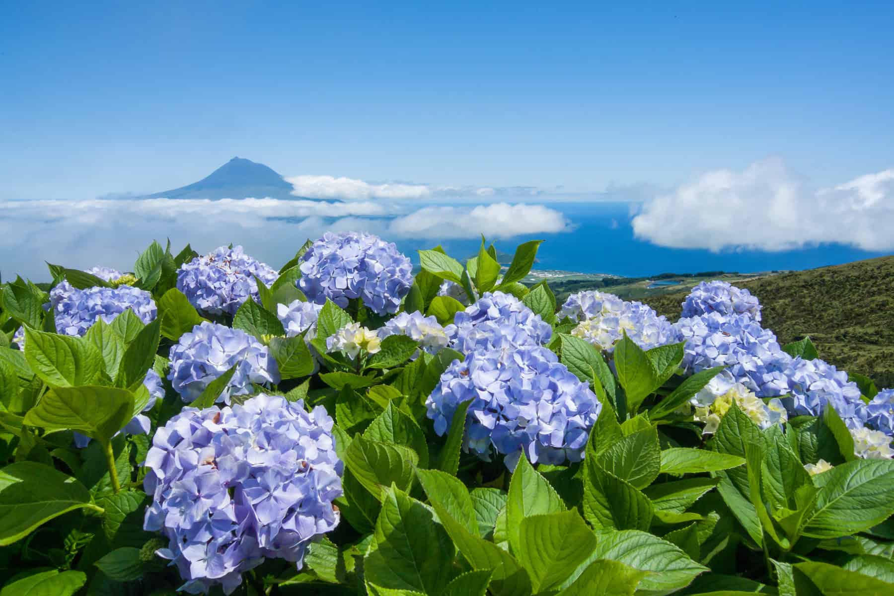 Photo taken from the Caldeira do Faial