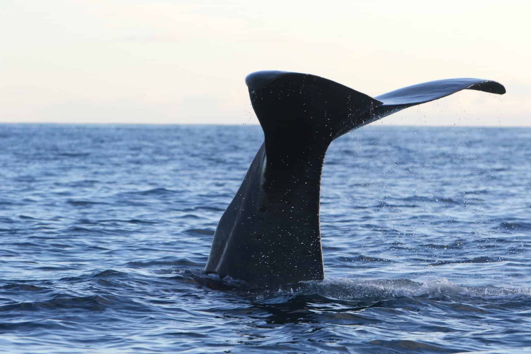 Pico-Azores-Portugal-Sperm-Whale-Cachalote