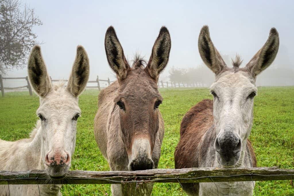 azores-graciosa-donkey