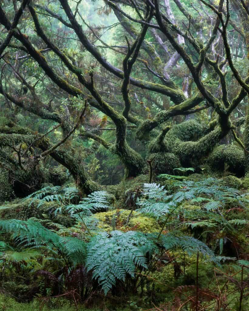 Terceira-Azores-black-forests