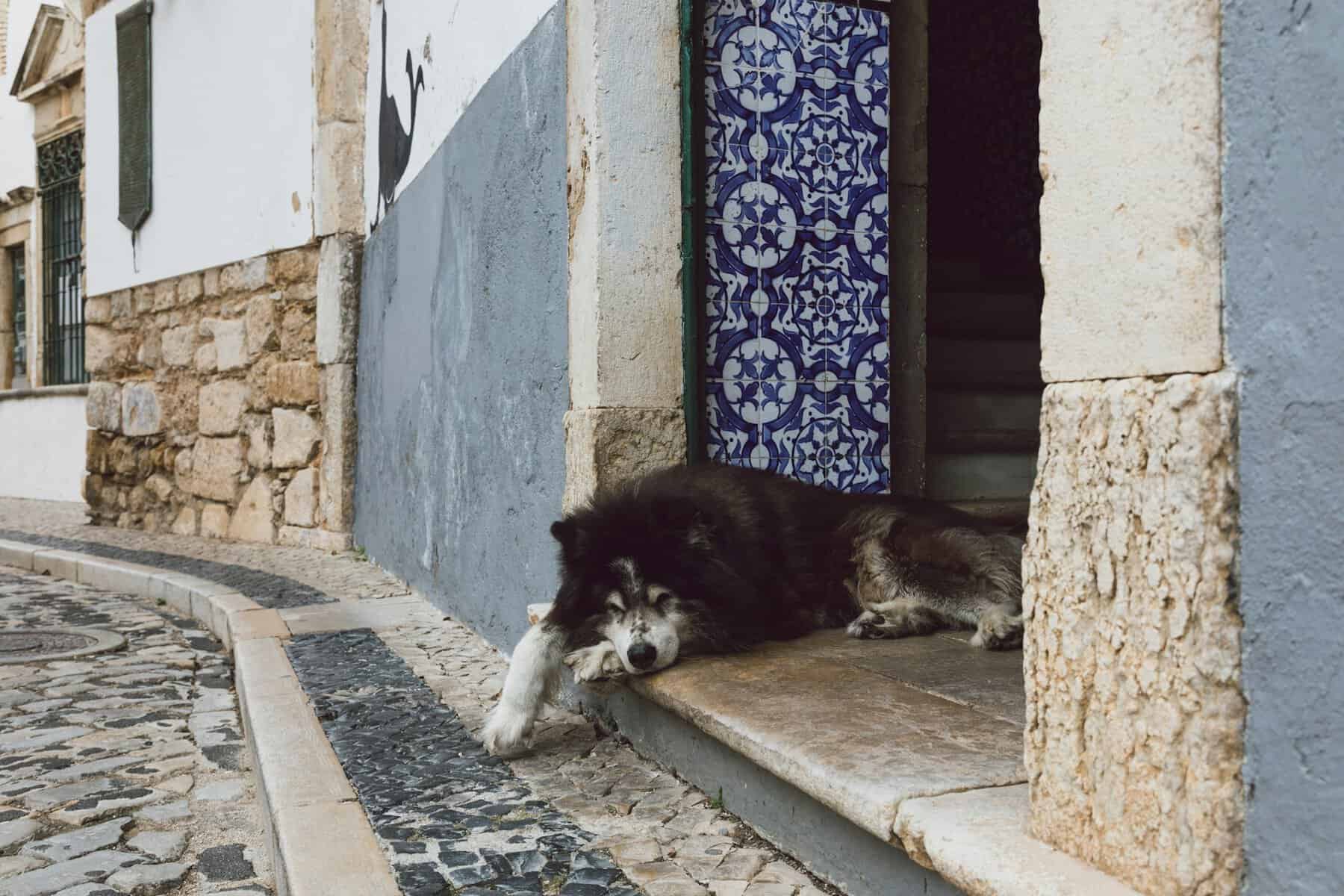 Faro-Portugal-old-city-Streets-and-dog