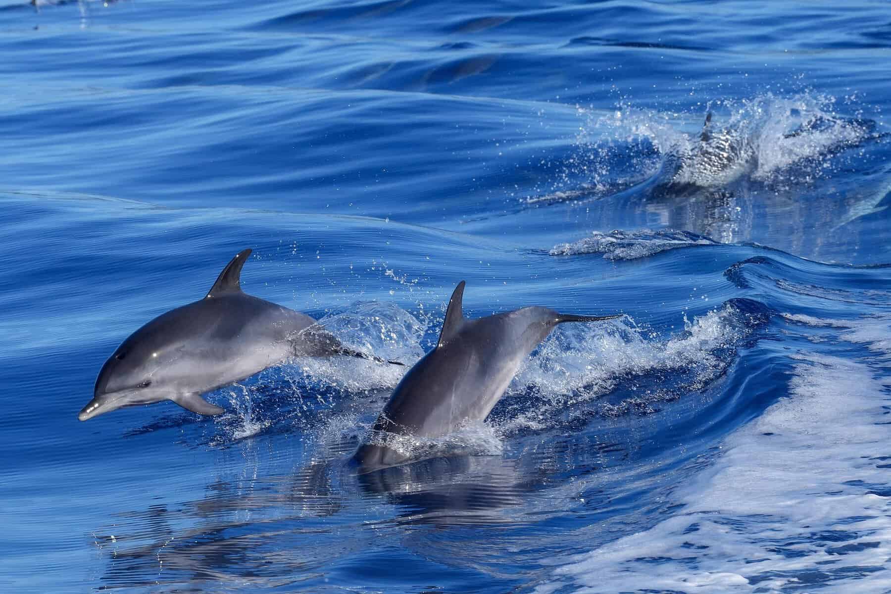 Lisbon-Portugal-Dolphins-in-the-atlantic