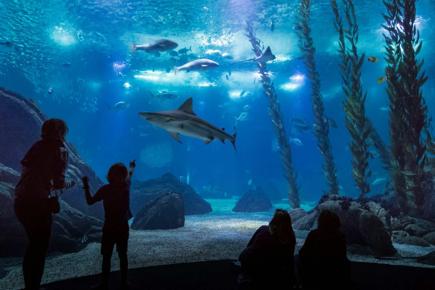 Oceanário-kid-pointing-a-shark