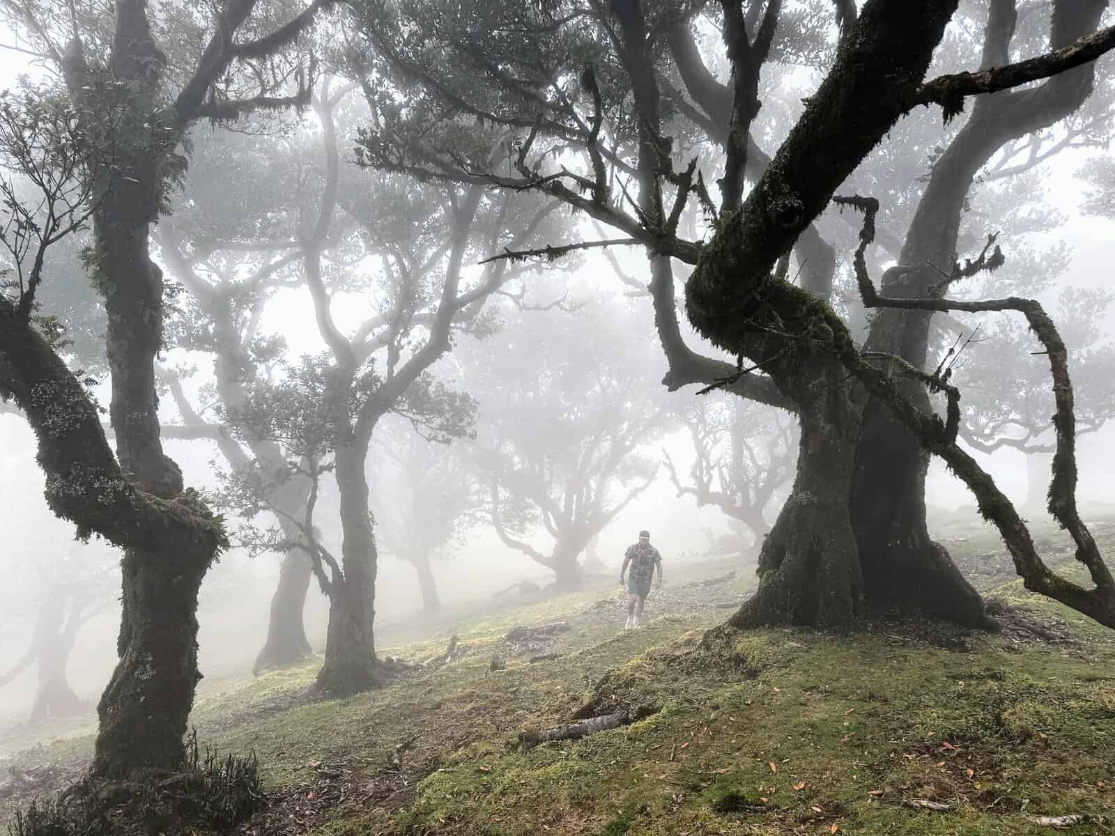 Madeira-Portugal-Fanal-Forest