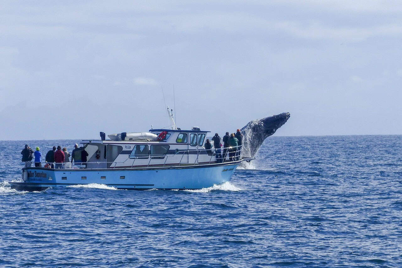 Madeira-Portugal-WHALE-WATCHING