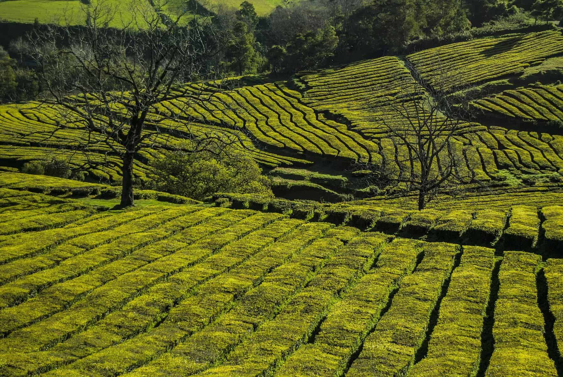Sao Miguel-Azores-Porto-Formoso-tea-plantations