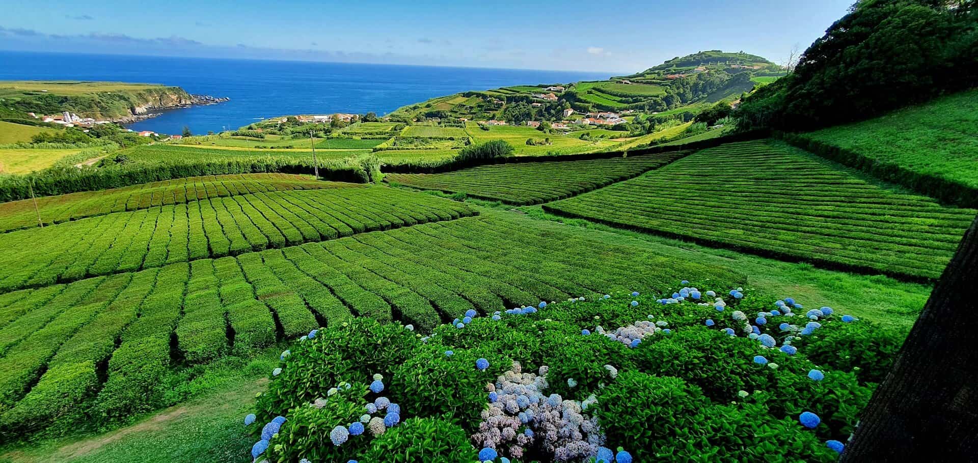 azores-sao-miguel-hidrangeas-tea