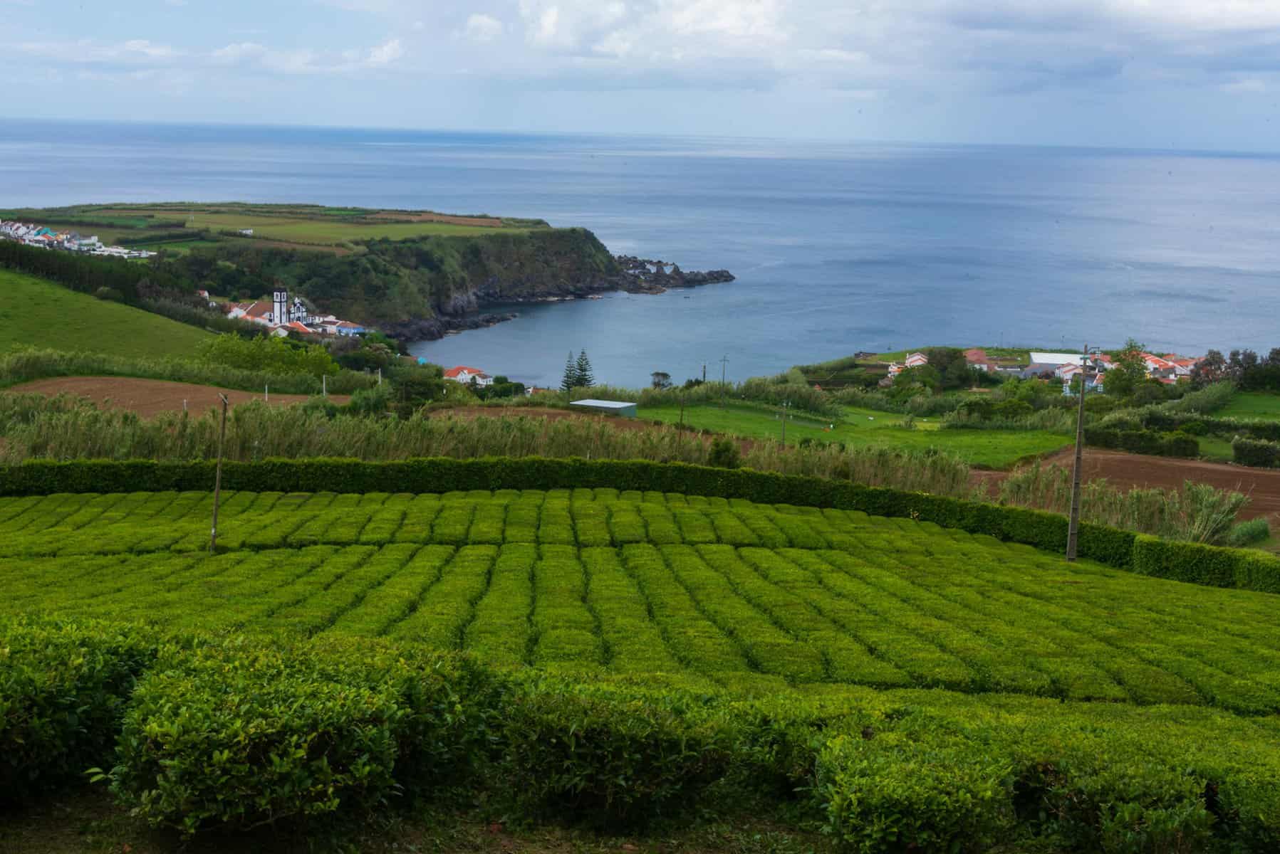 azores-sao-miguel-tea-plantation-and-ocean