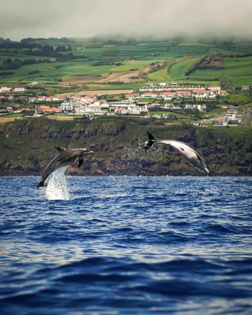 Sao-Miguel-Azores-DOLPHINS